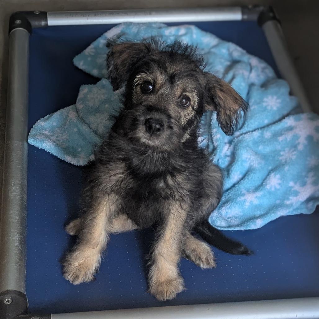 Enlarge Dezi, a Adoptable mixed breed in Oceanside, CA image 5/6