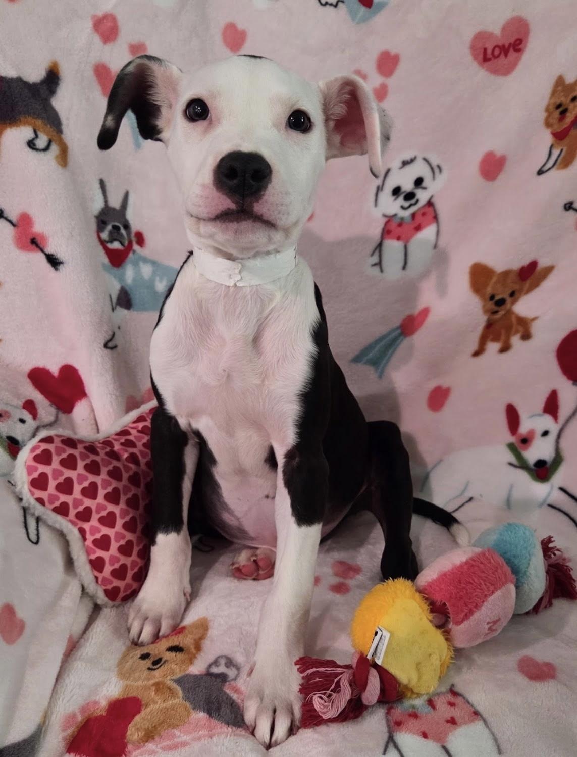 Franks , ADOPTABLE, Puppy Male Spaniel & Boxer.