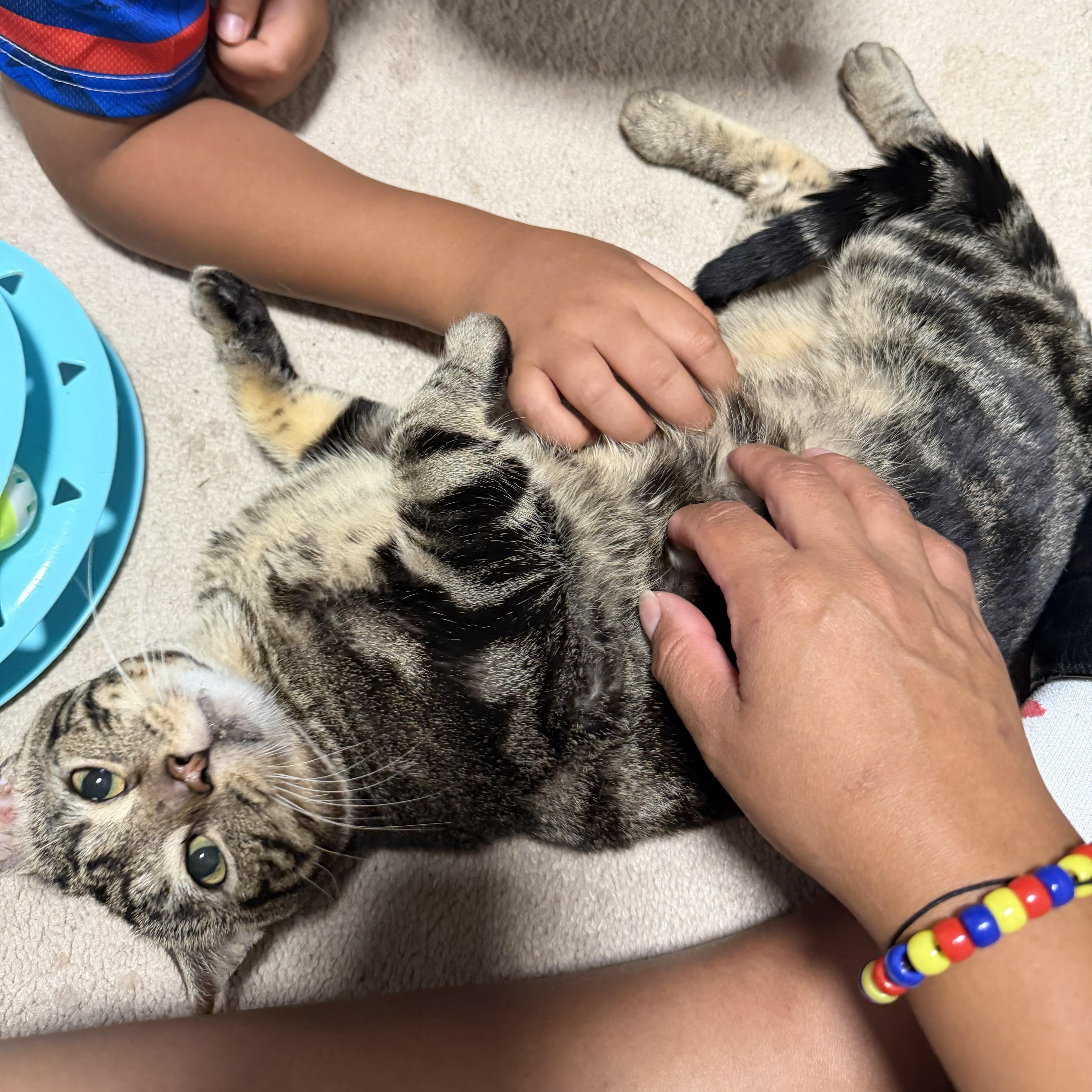 Enlarge Coco, a Adopted mixed breed in Hyattsville, MD image 3/6
