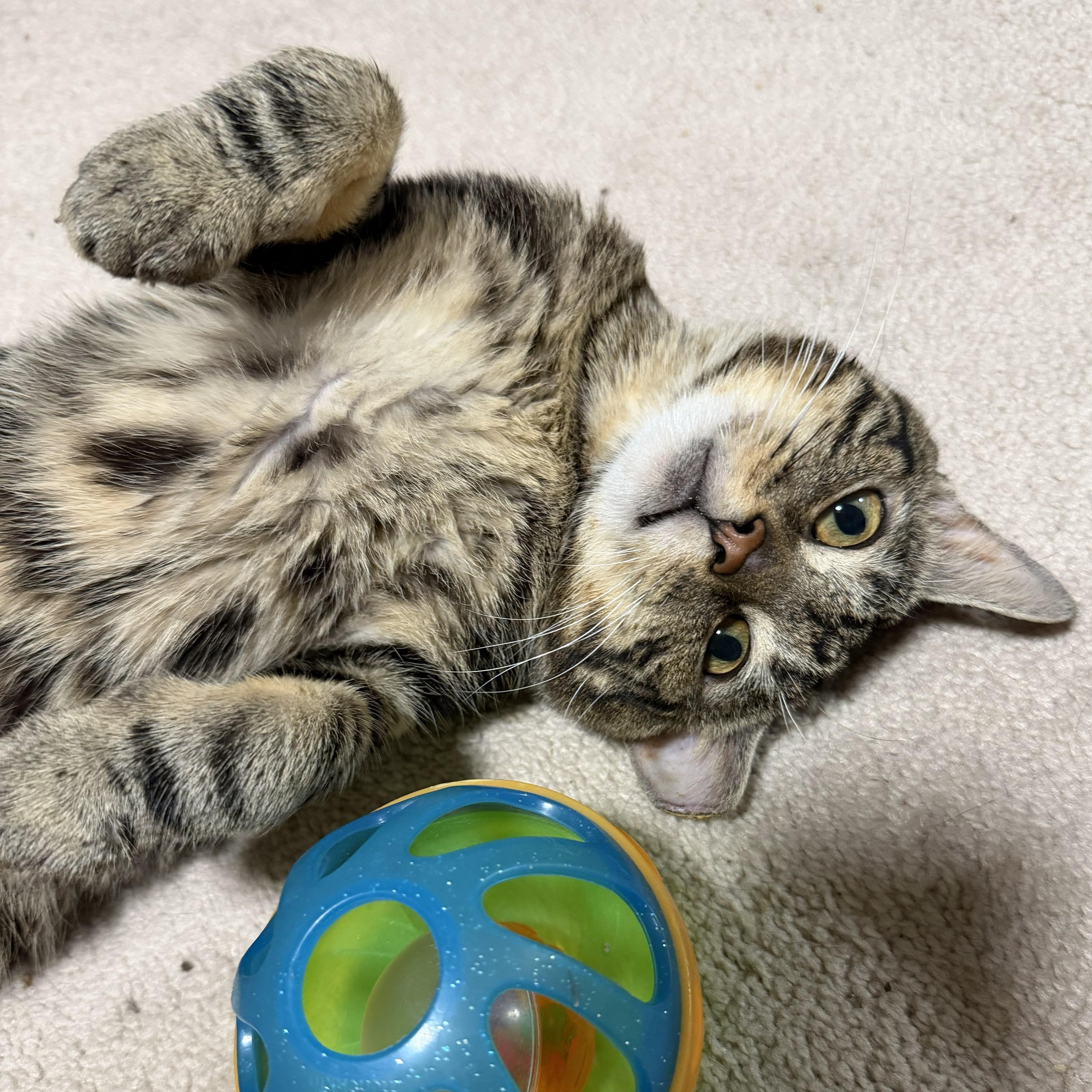 Coco, Adopted, Young Male Tabby & Domestic Short Hair.