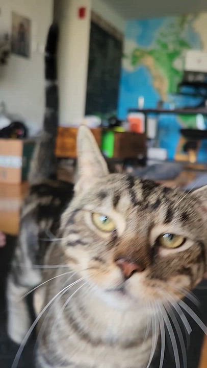 Enlarge Coco, a Adopted mixed breed in Hyattsville, MD video 2/6