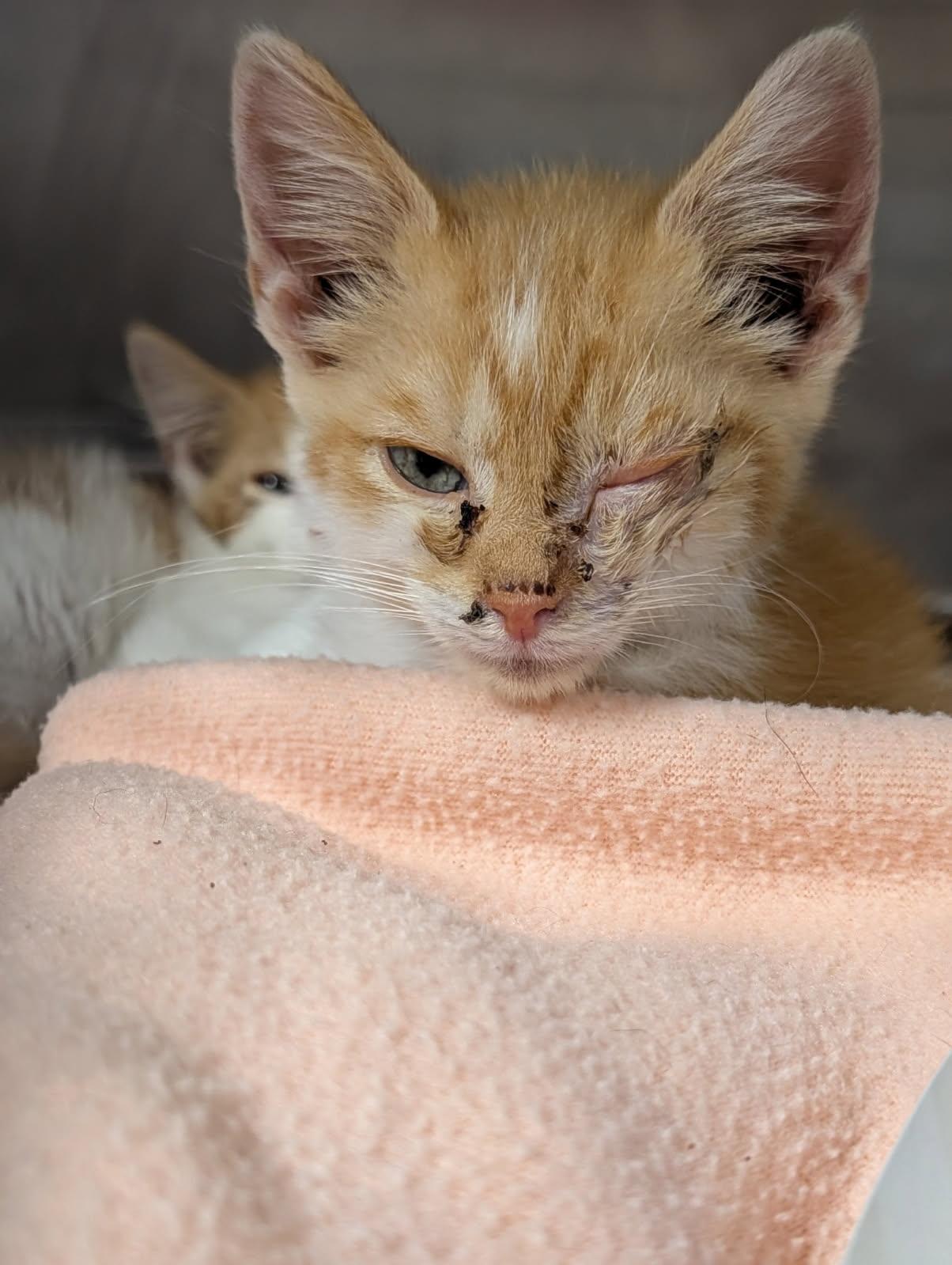 Tetra (Neutered) (Photos June 25th 2026), an adopted mixed breed in Marietta, OH image 4/4