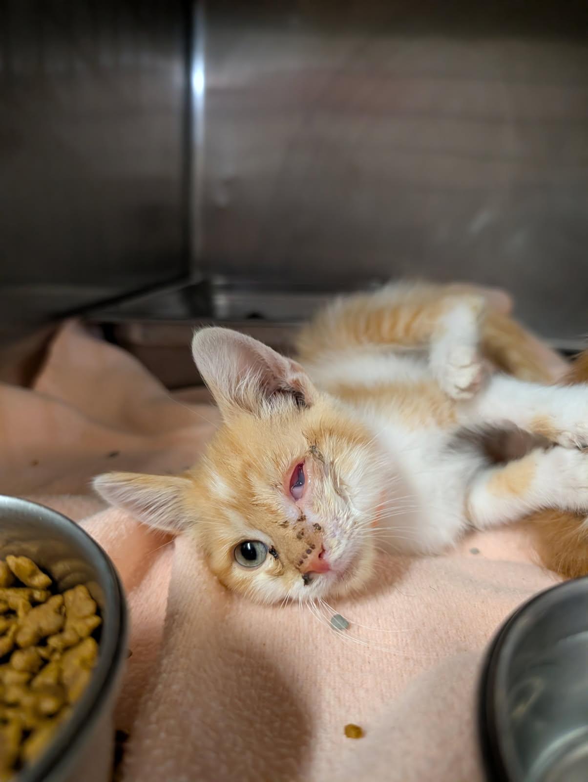 Tetra (Neutered) (Photos June 25th 2026), adopted, Kitten Male Tabby & Domestic Short Hair.