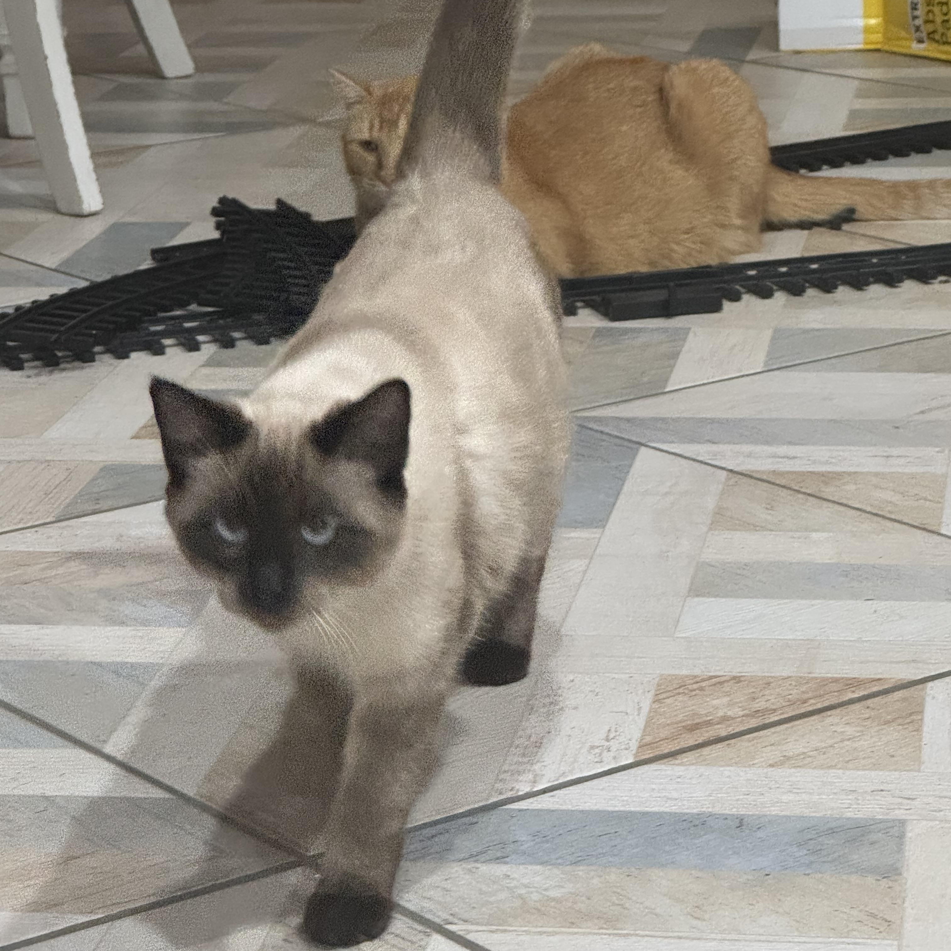 Simon, Adoptable, Young Male Siamese & American Shorthair.