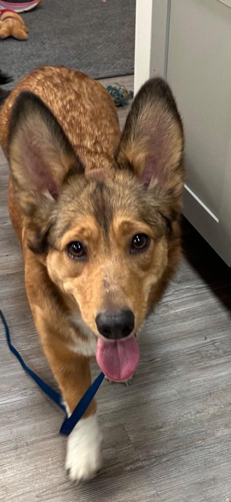 Kai, Adoptable, Young Female Corgi & Australian Shepherd.