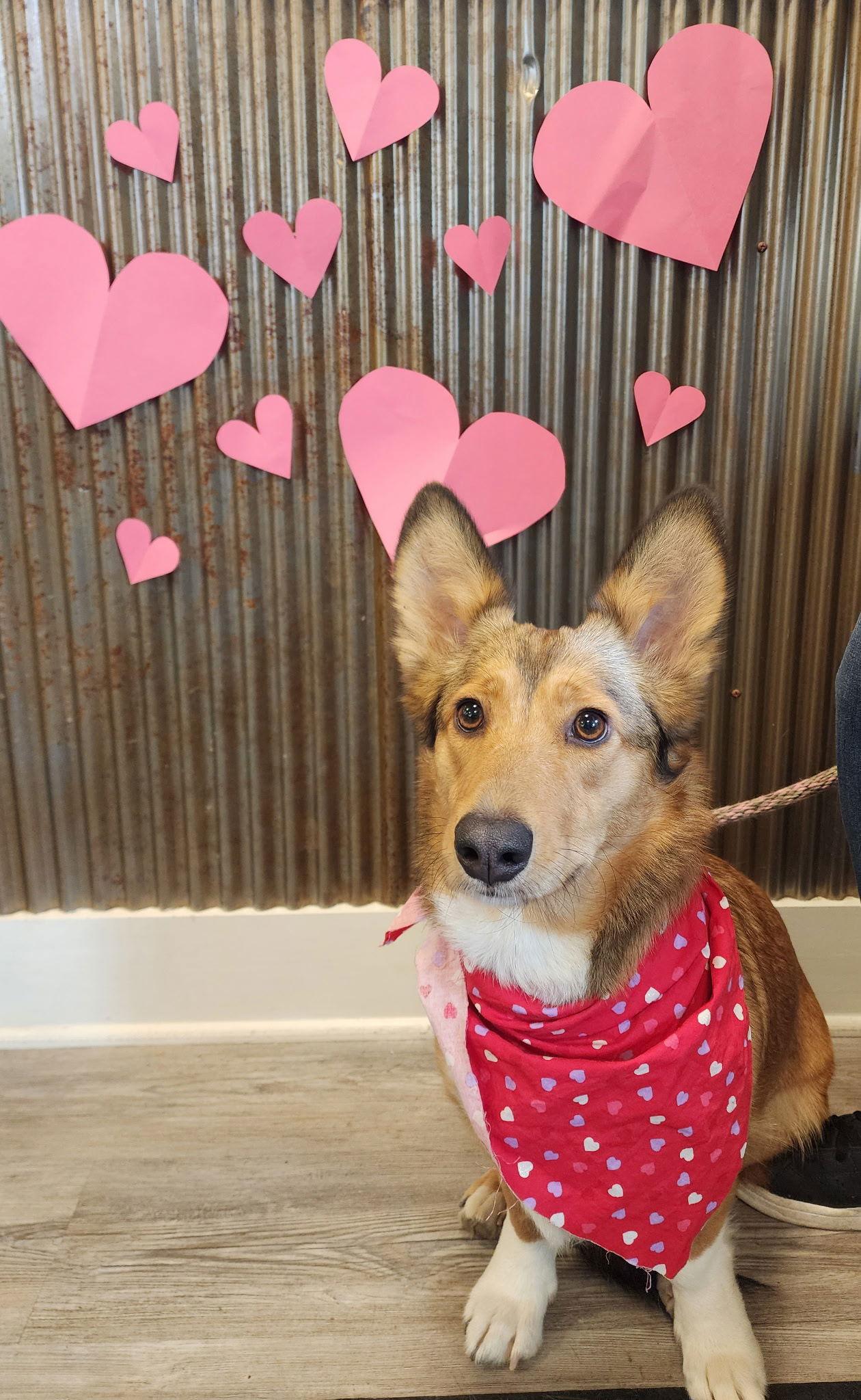 Kai, a Adoptable mixed breed in Emmett, ID image 2/2