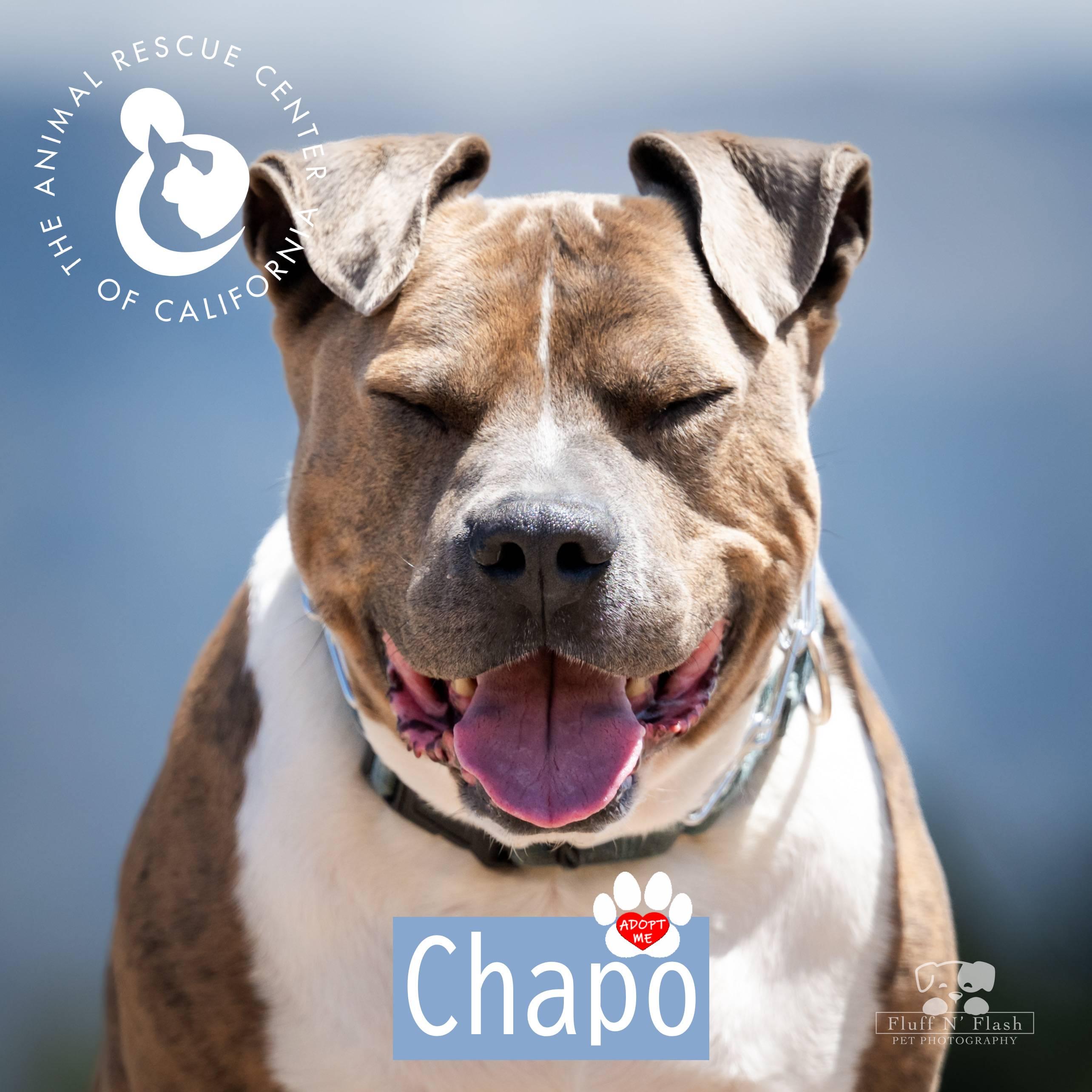 Enlarge Chapo, a ADOPTABLE mixed breed in Coachella, CA image 3/6