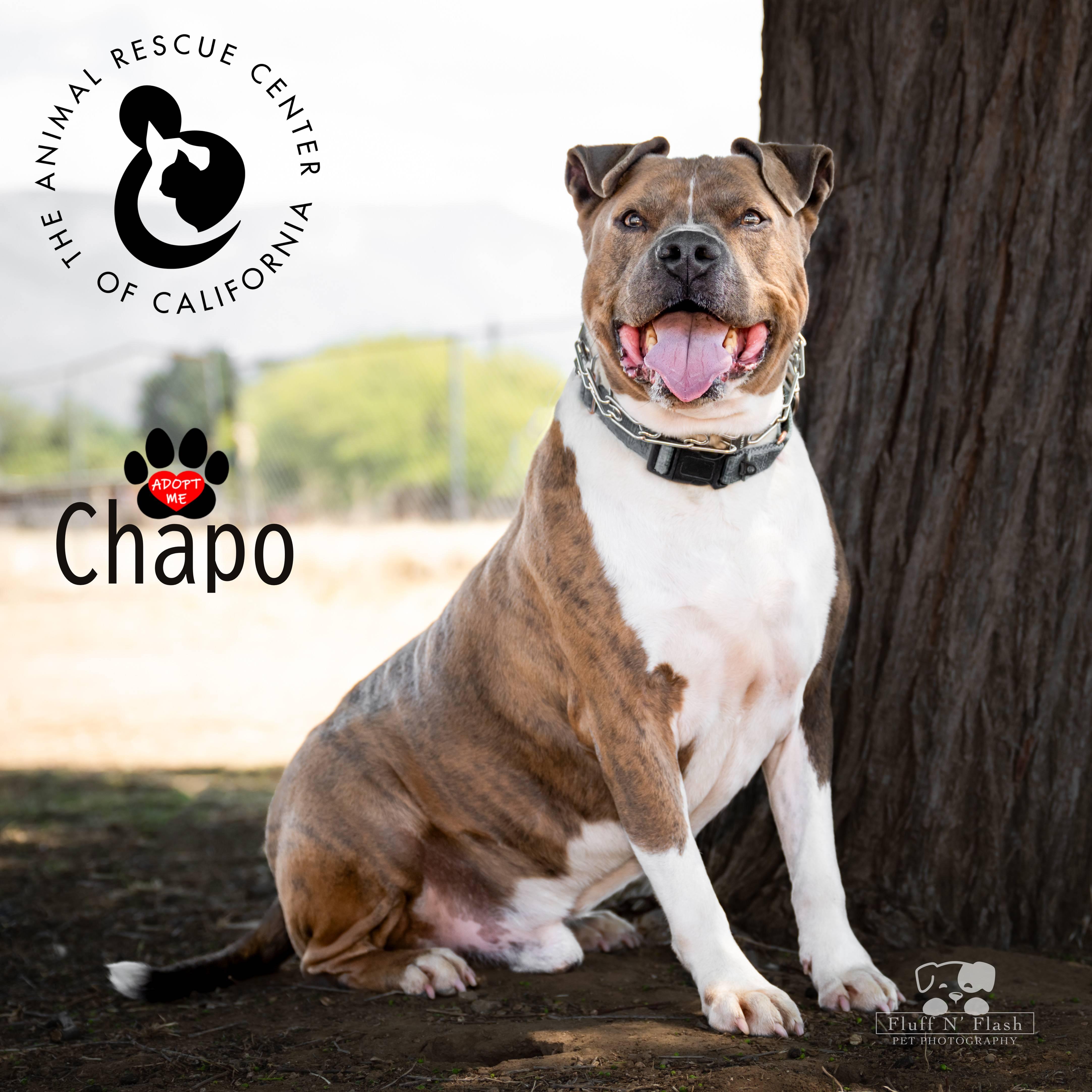 Enlarge Chapo, a ADOPTABLE mixed breed in Coachella, CA image 1/6