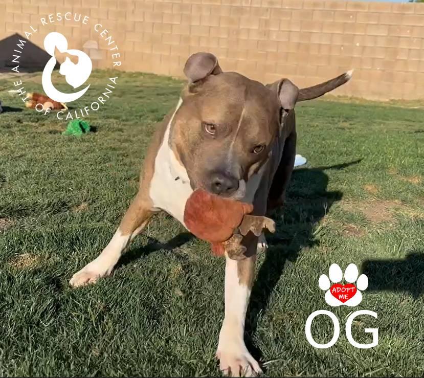OG, ADOPTABLE, Adult Male Pit Bull Terrier.