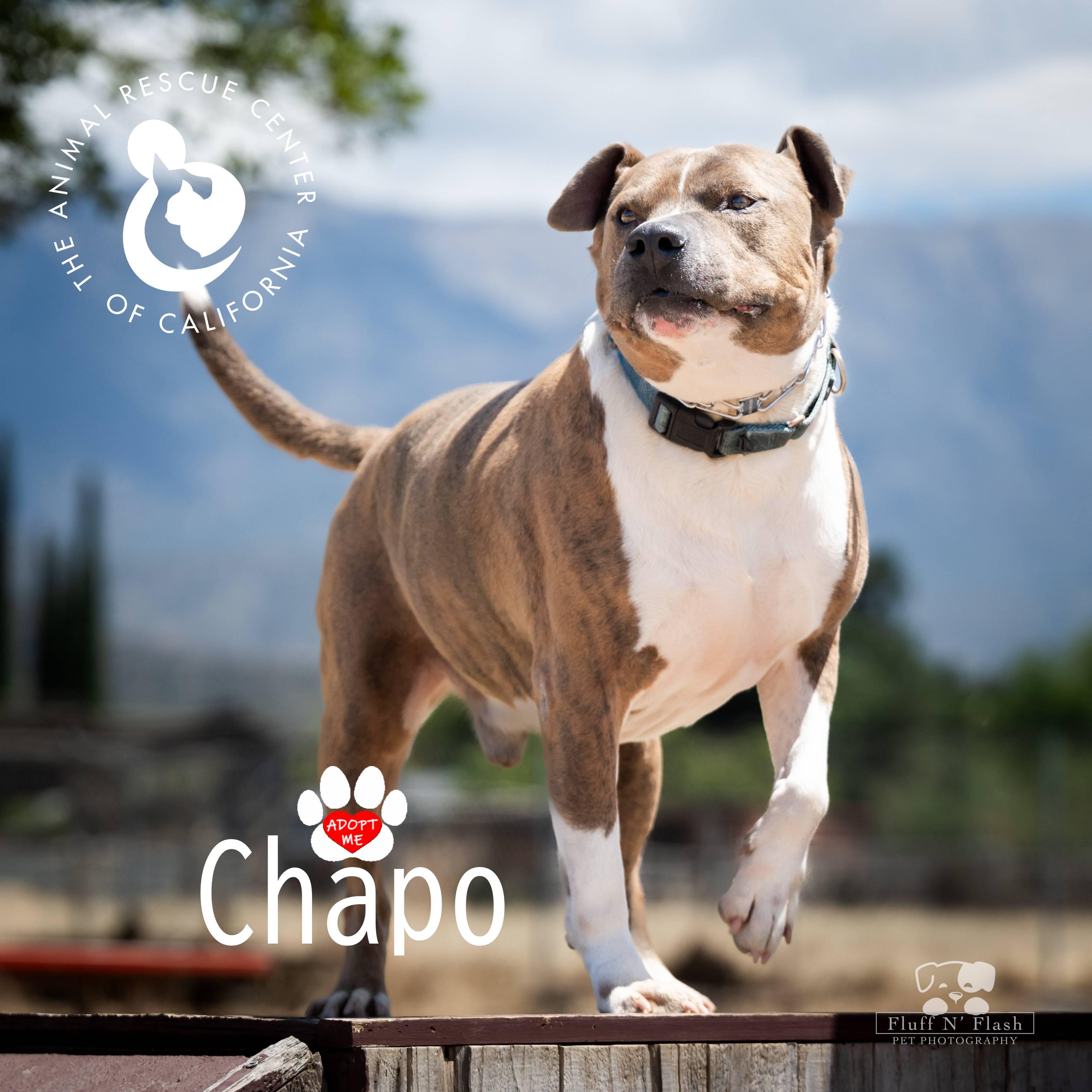 Enlarge Chapo, a ADOPTABLE mixed breed in Coachella, CA image 4/6