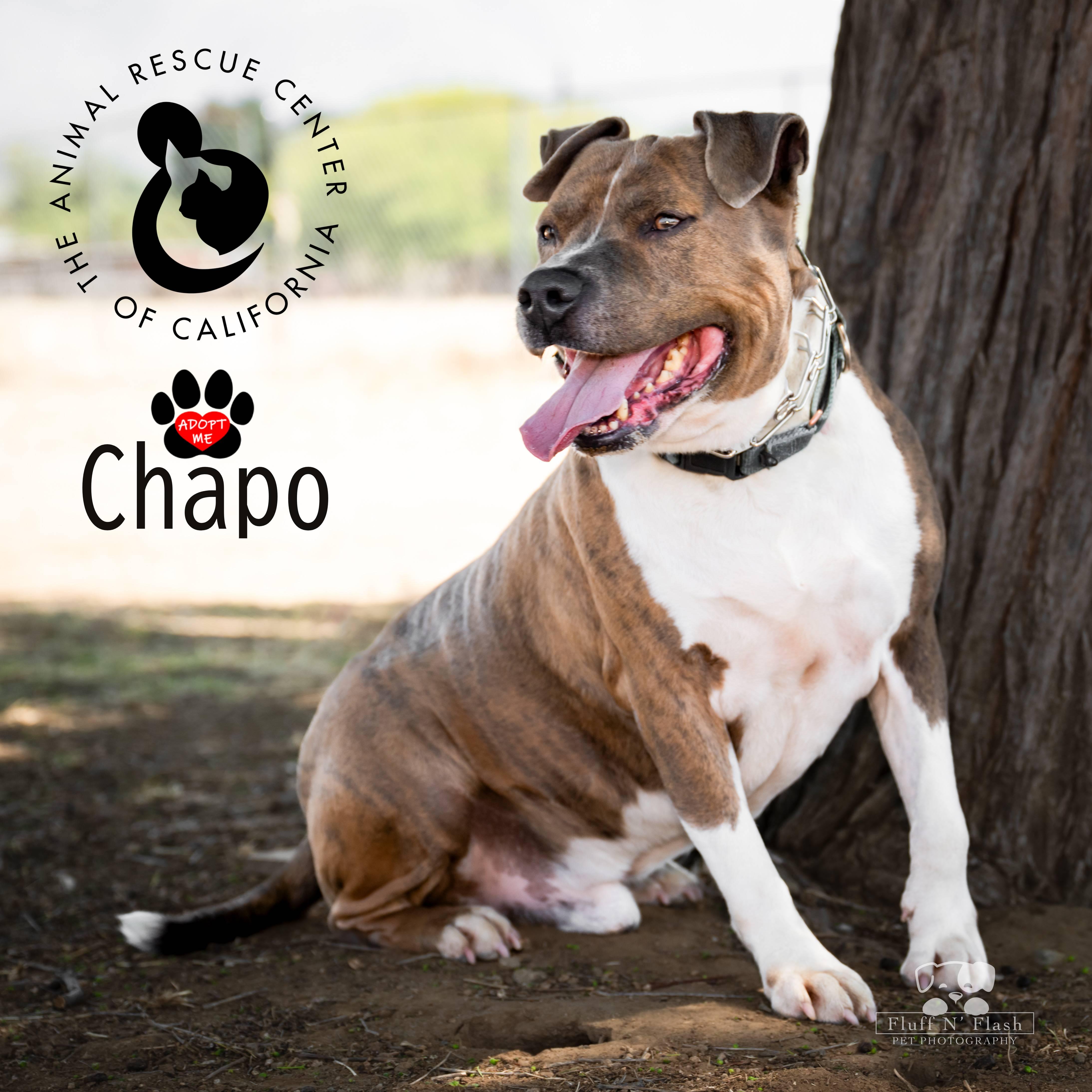 Enlarge Chapo, a ADOPTABLE mixed breed in Coachella, CA image 2/6