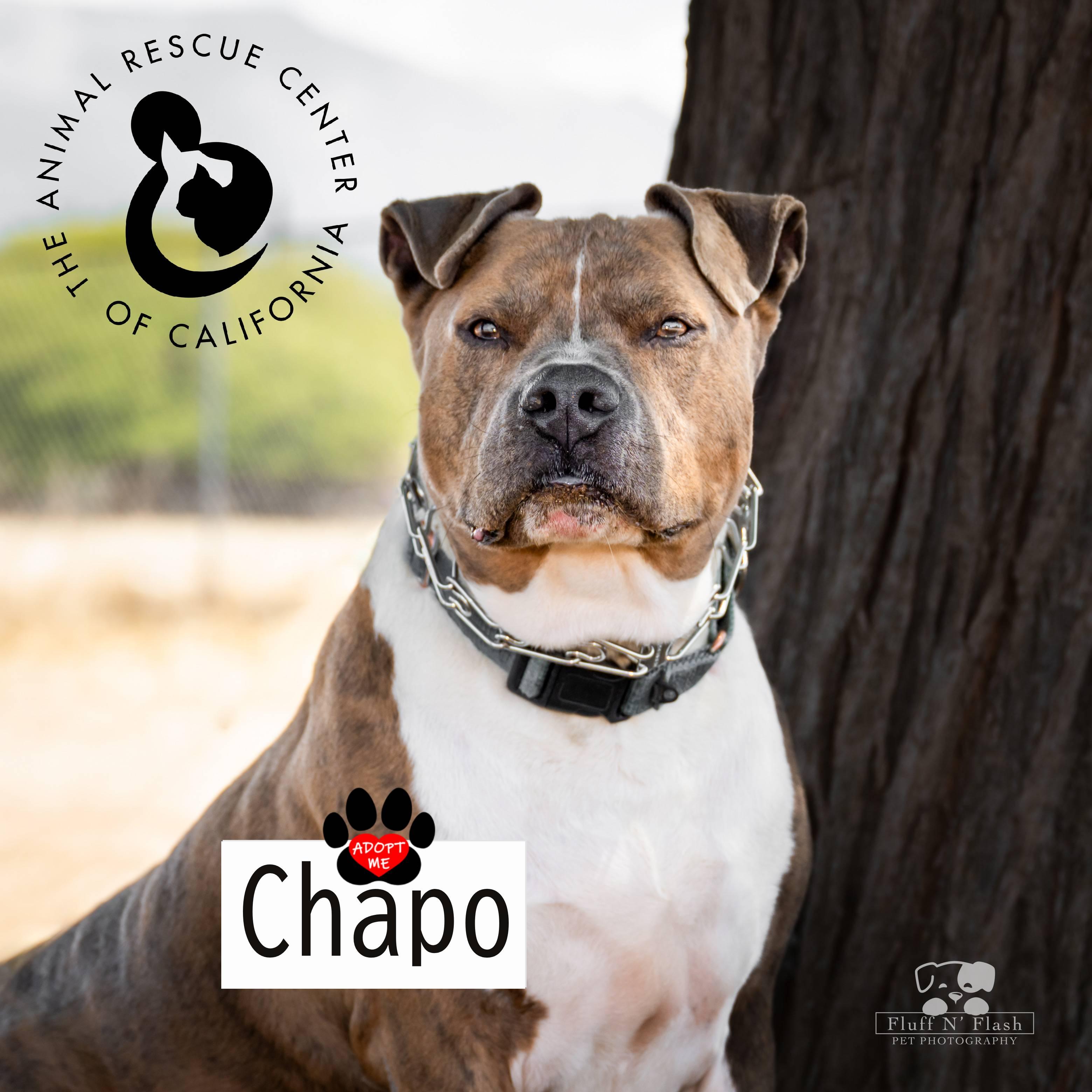 Enlarge Chapo, a ADOPTABLE mixed breed in Coachella, CA image 6/6