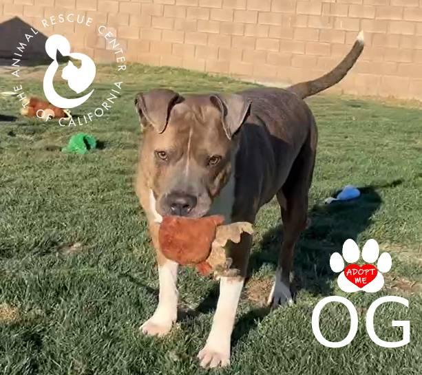 Enlarge OG, a ADOPTABLE mixed breed in Coachella, CA image 2/2