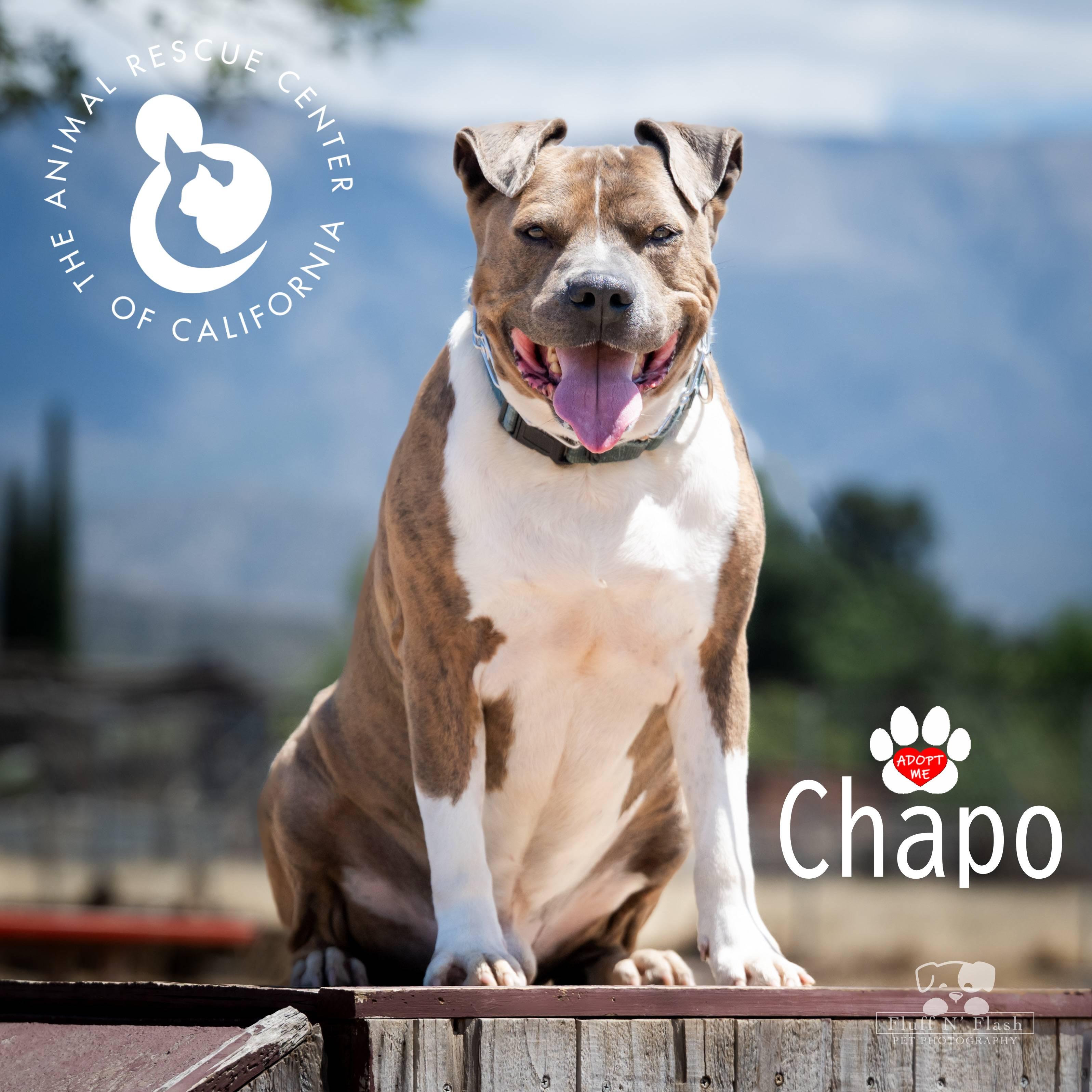 Enlarge Chapo, a ADOPTABLE mixed breed in Coachella, CA image 5/6