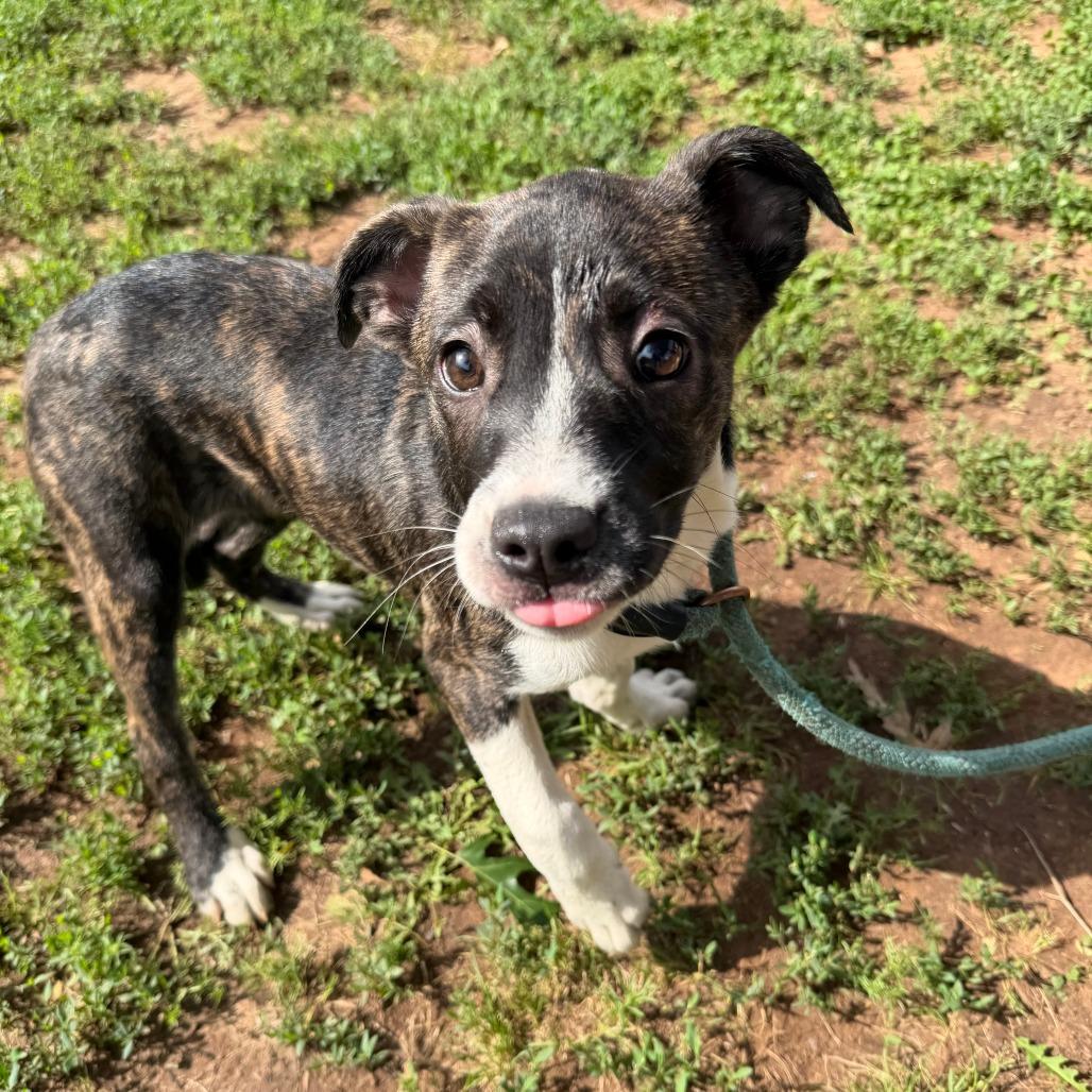 Enlarge Greycy, a Adoptable mixed breed in Stillwater, OK image 1/1
