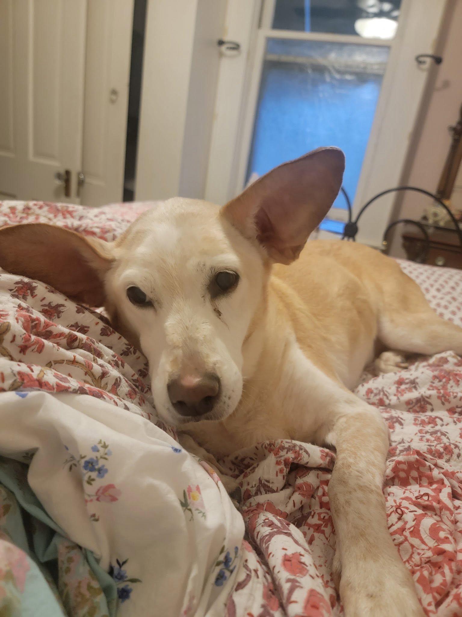 Nelly, a Adoptable Australian Cattle Dog / Blue Heeler in Paso Robles, CA image 2/3
