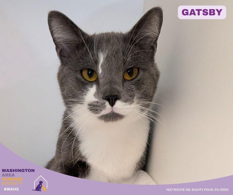 Gatsby, an adopted mixed breed in Eighty Four, PA image 1/2