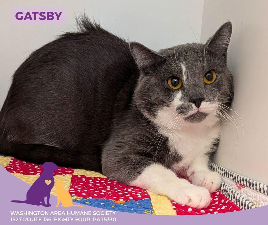 Gatsby, an adopted mixed breed in Eighty Four, PA image 2/2