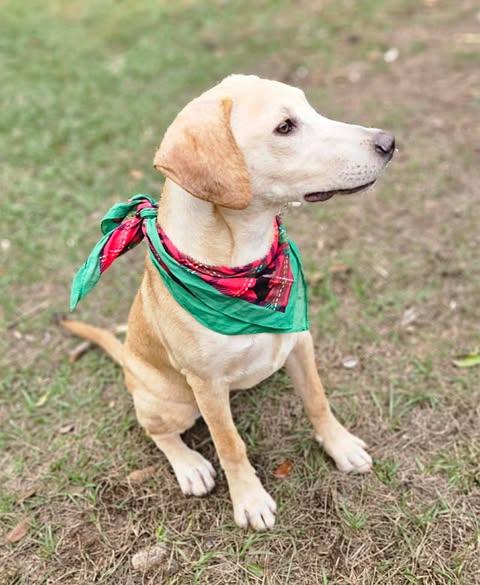 Dodi, a Adoptable mixed breed in Pass Christian, MS image 1/5