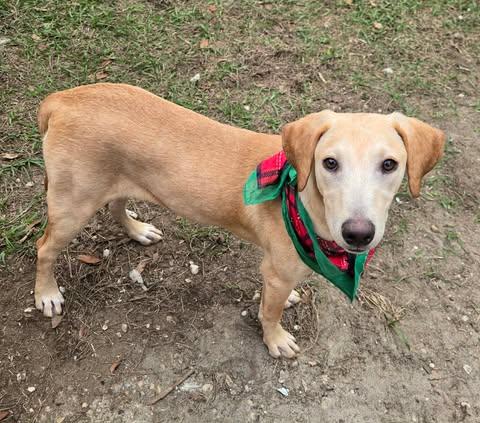 Dodi, a Adoptable mixed breed in Pass Christian, MS image 2/5
