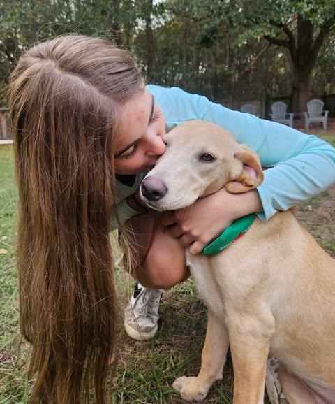Dodi, a Adoptable mixed breed in Pass Christian, MS image 3/5