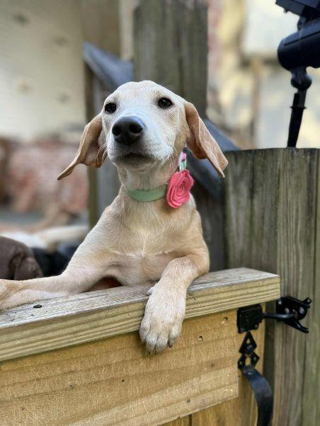 Dodi, Adoptable, Young Female Yellow Labrador Retriever.