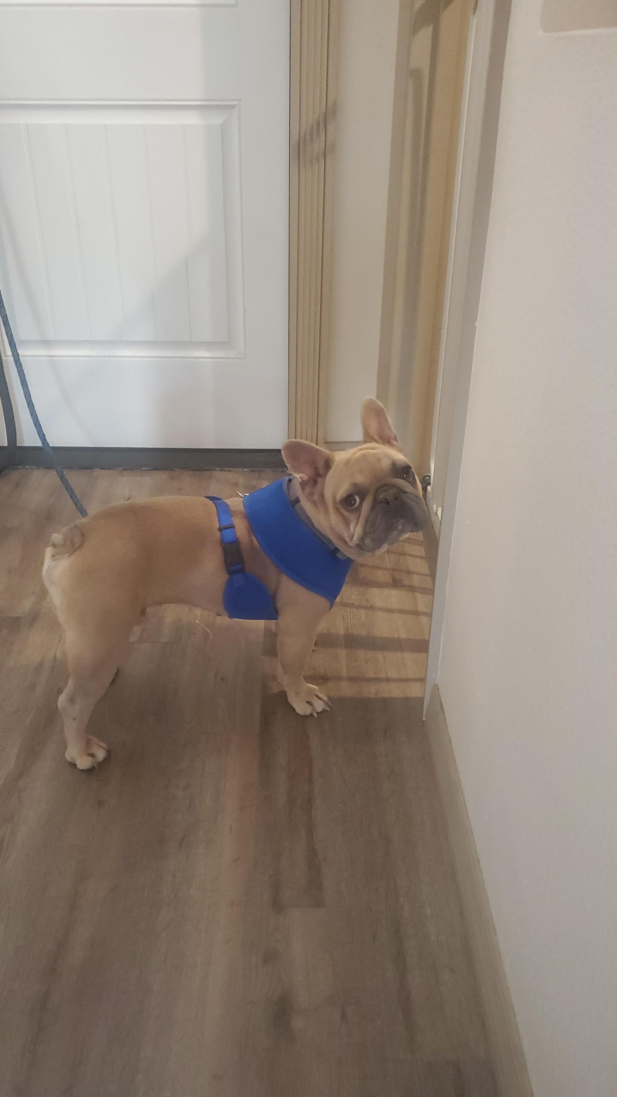 Potato, an adoptable French Bulldog in Orlando, FL image 1/6