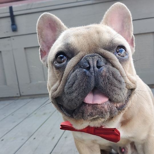 Potato, an adoptable French Bulldog in Orlando, FL image 2/6