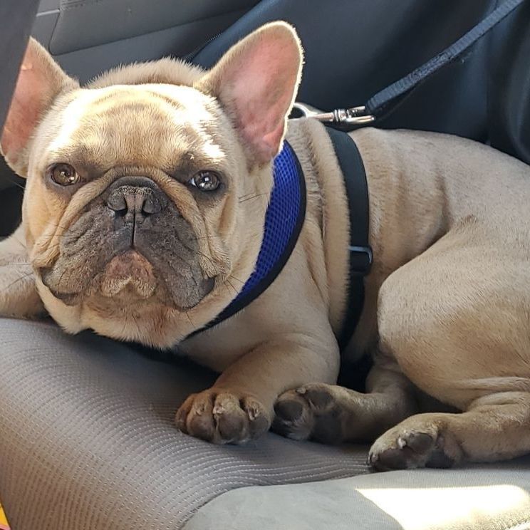 Potato, an adoptable French Bulldog in Orlando, FL image 4/6