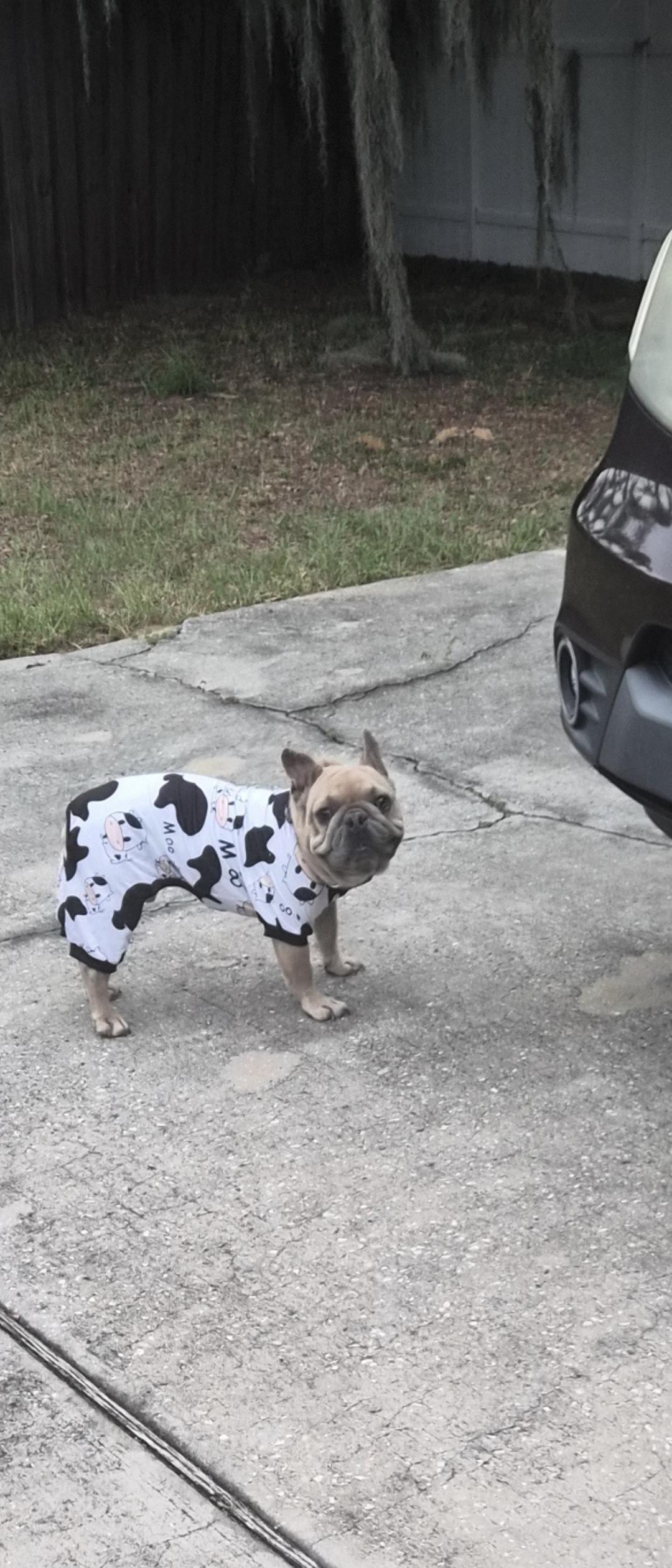 Enlarge Potato, a Adoptable French Bulldog in Orlando, FL image 1/6