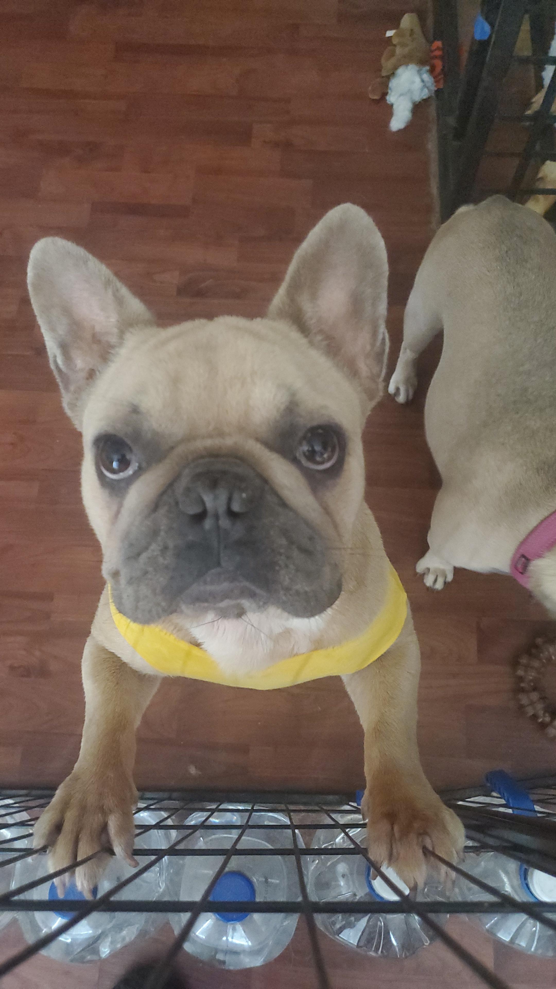 Potato, an adoptable French Bulldog in Orlando, FL image 3/6