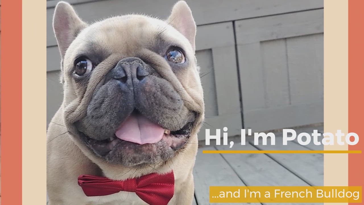 Enlarge Potato, an adoptable French Bulldog in Orlando, FL video 6/6