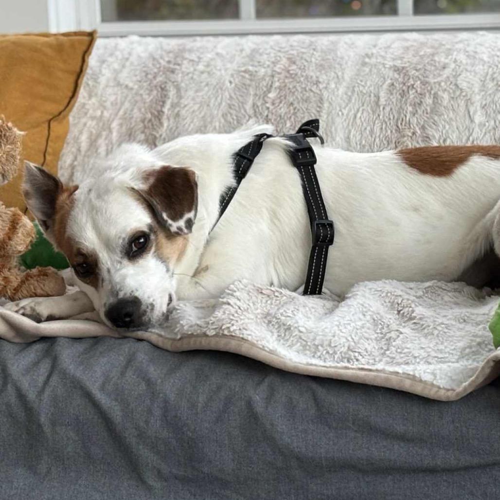 Enlarge Opie, a Adoptable mixed breed in Fishkill , NY image 5/5