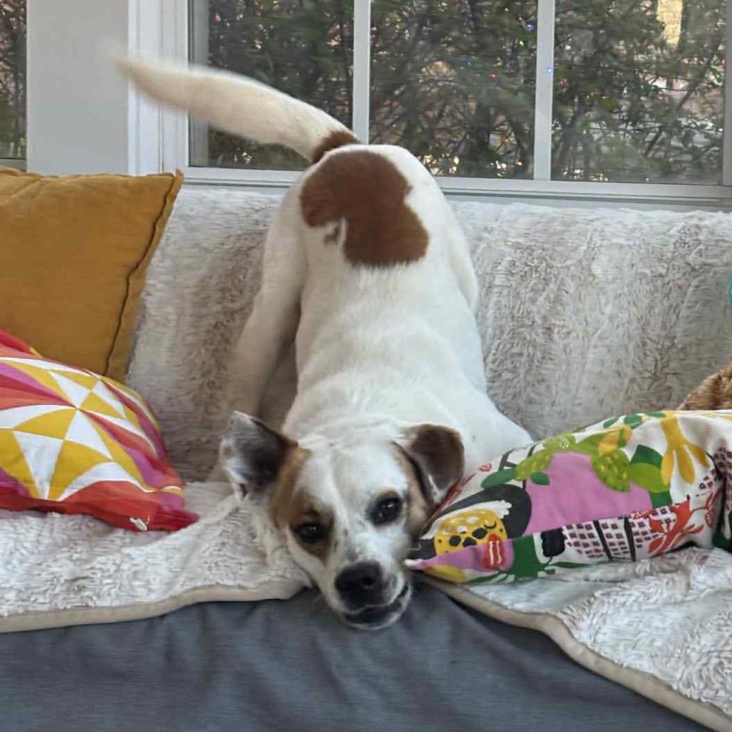 Enlarge Opie, a Adoptable mixed breed in Fishkill , NY image 4/5