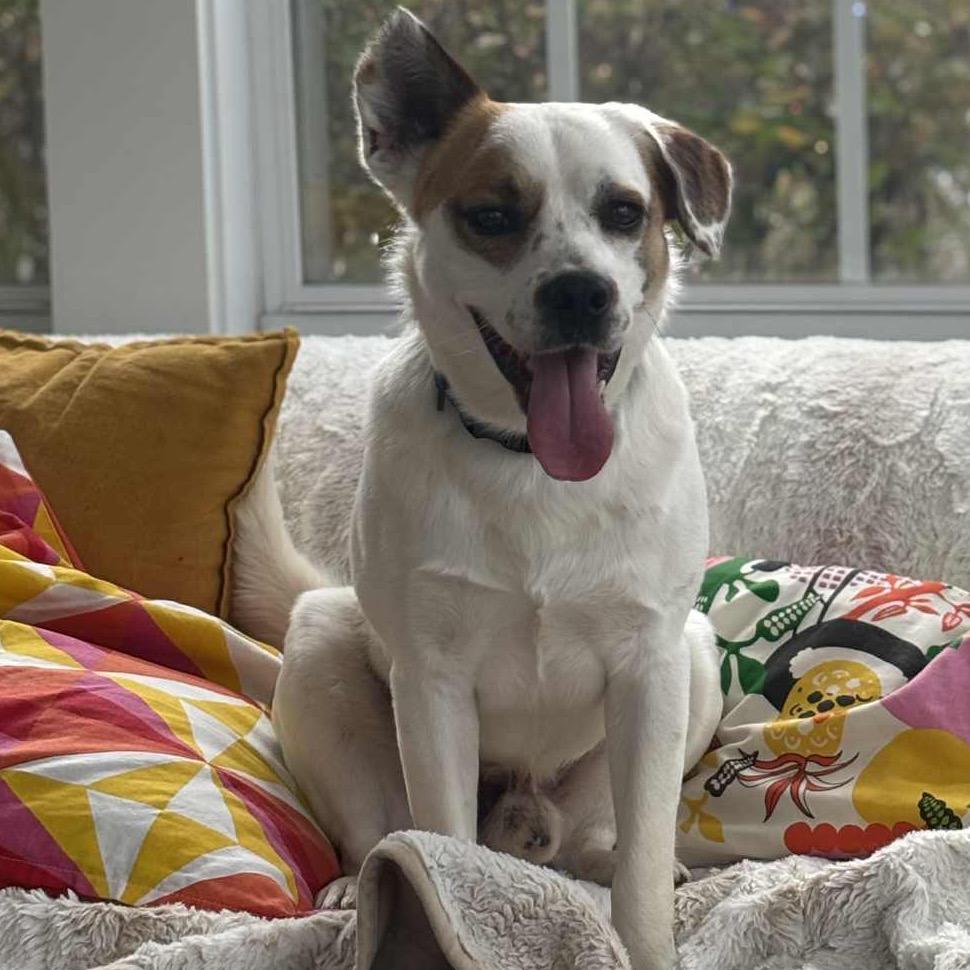 Enlarge Opie, a Adoptable mixed breed in Fishkill , NY image 1/5