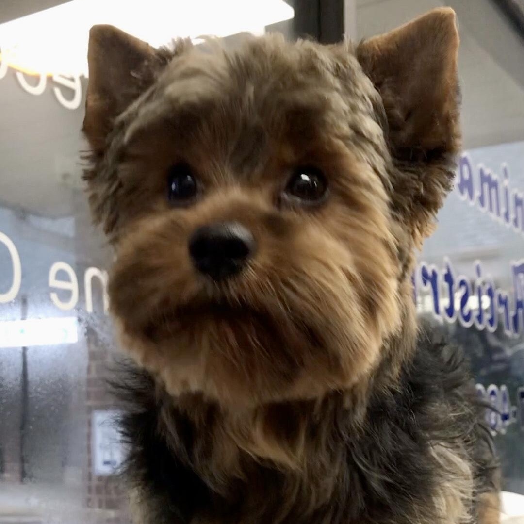 Enlarge Reno, a Adoptable Yorkshire Terrier in Lincolnwood, IL image 1/4