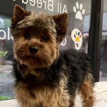 Enlarge Reno, a Adoptable Yorkshire Terrier in Lincolnwood, IL image 2/4