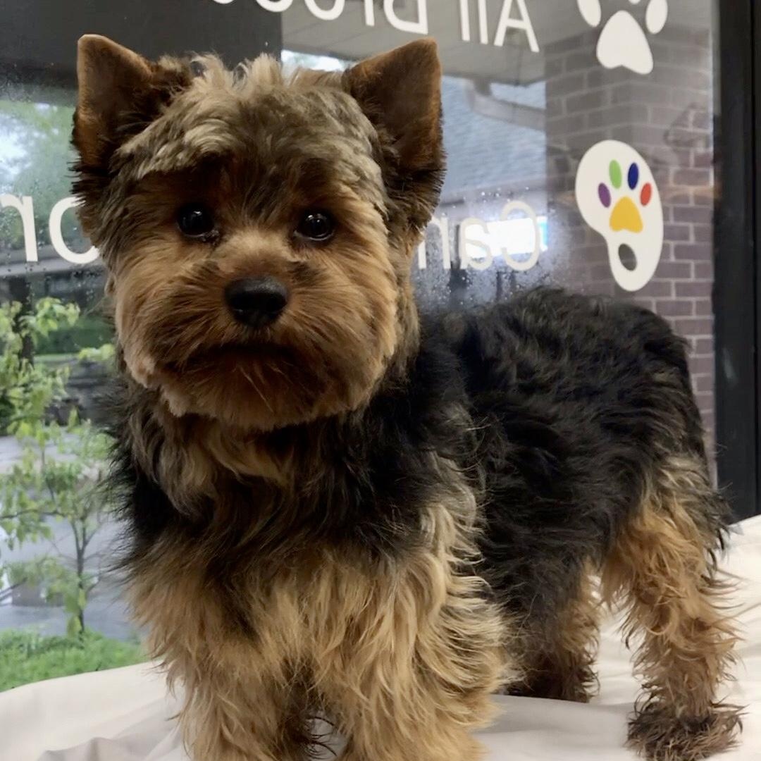 Enlarge Reno, a Adoptable Yorkshire Terrier in Lincolnwood, IL image 3/4