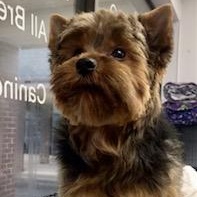 Enlarge Reno, a Adoptable Yorkshire Terrier in Lincolnwood, IL image 4/4