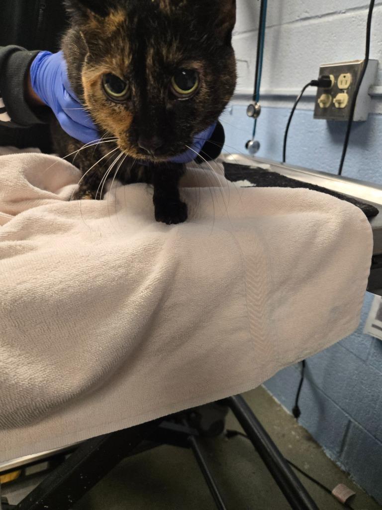 Chloe, Adoptable, Senior Female Domestic Short Hair.