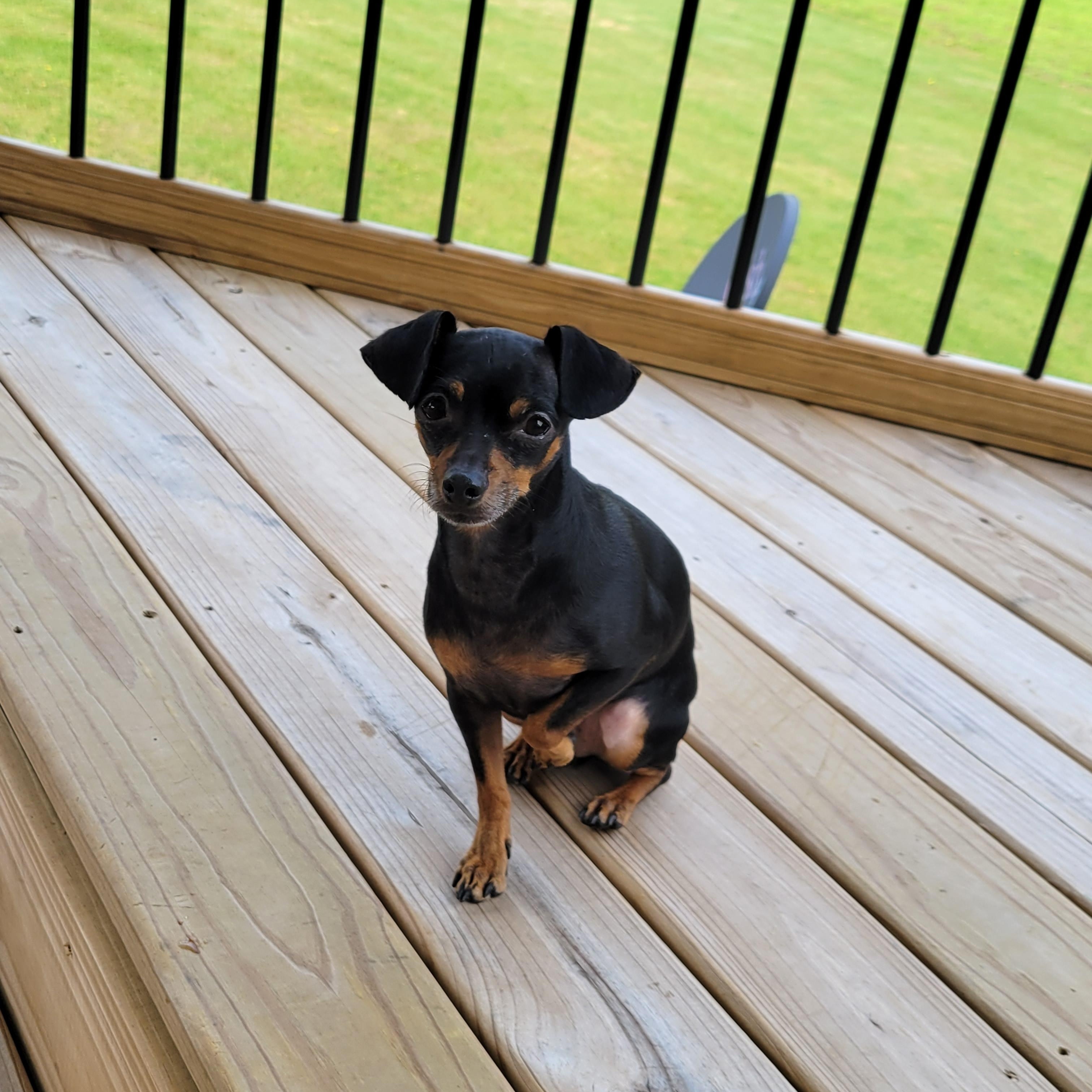 Buddy, a Adoptable mixed breed in Union Grove, WI image 1/4