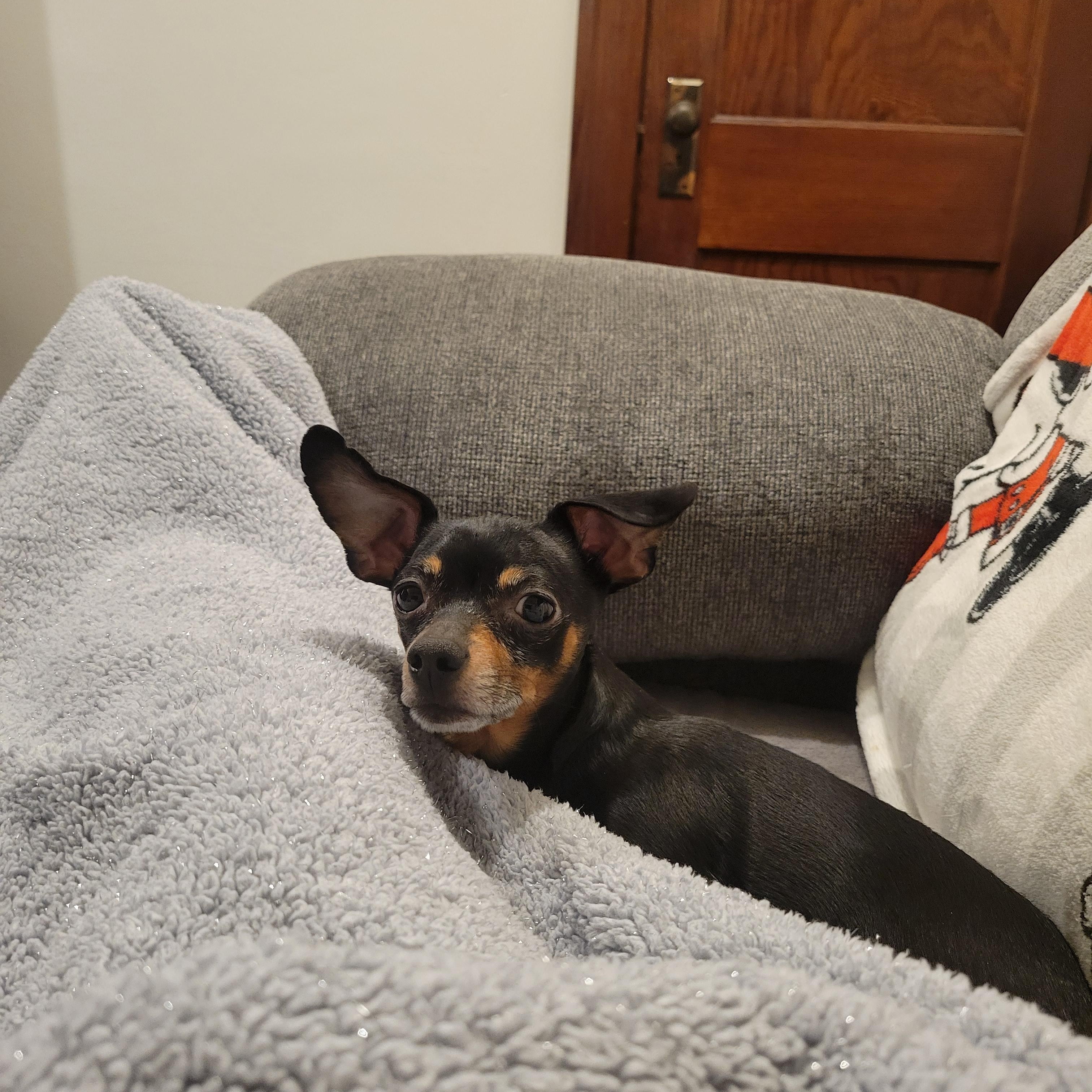 Buddy, a Adoptable mixed breed in Union Grove, WI image 2/4