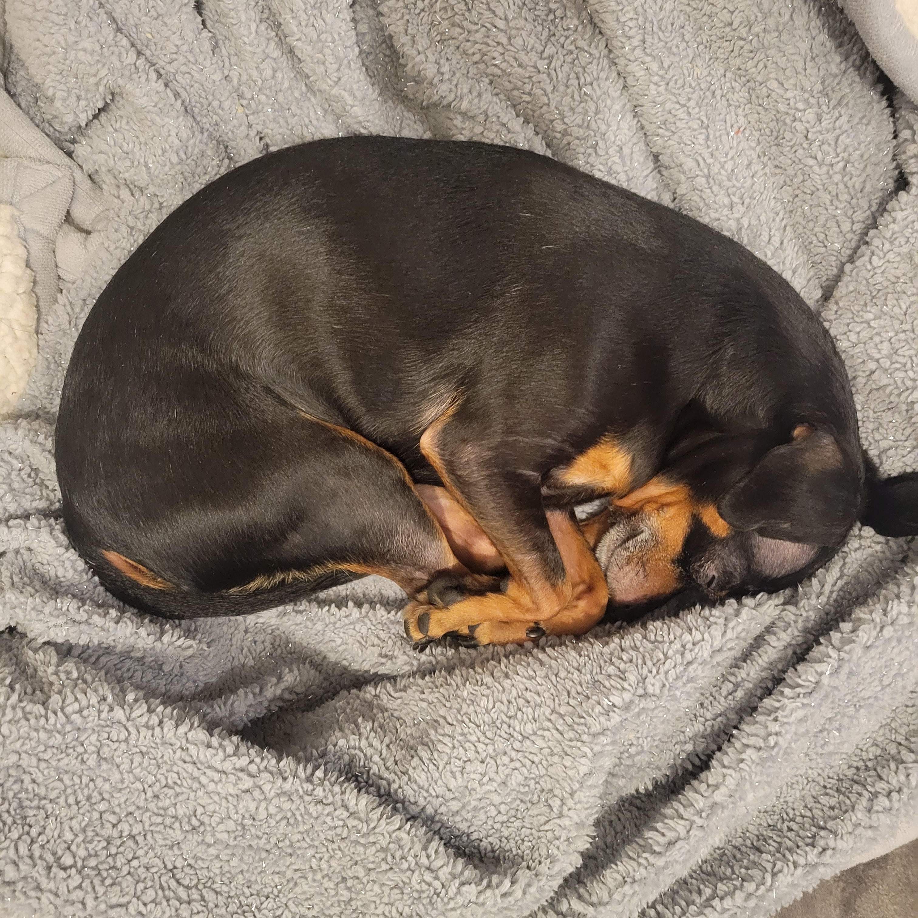 Buddy photo 3