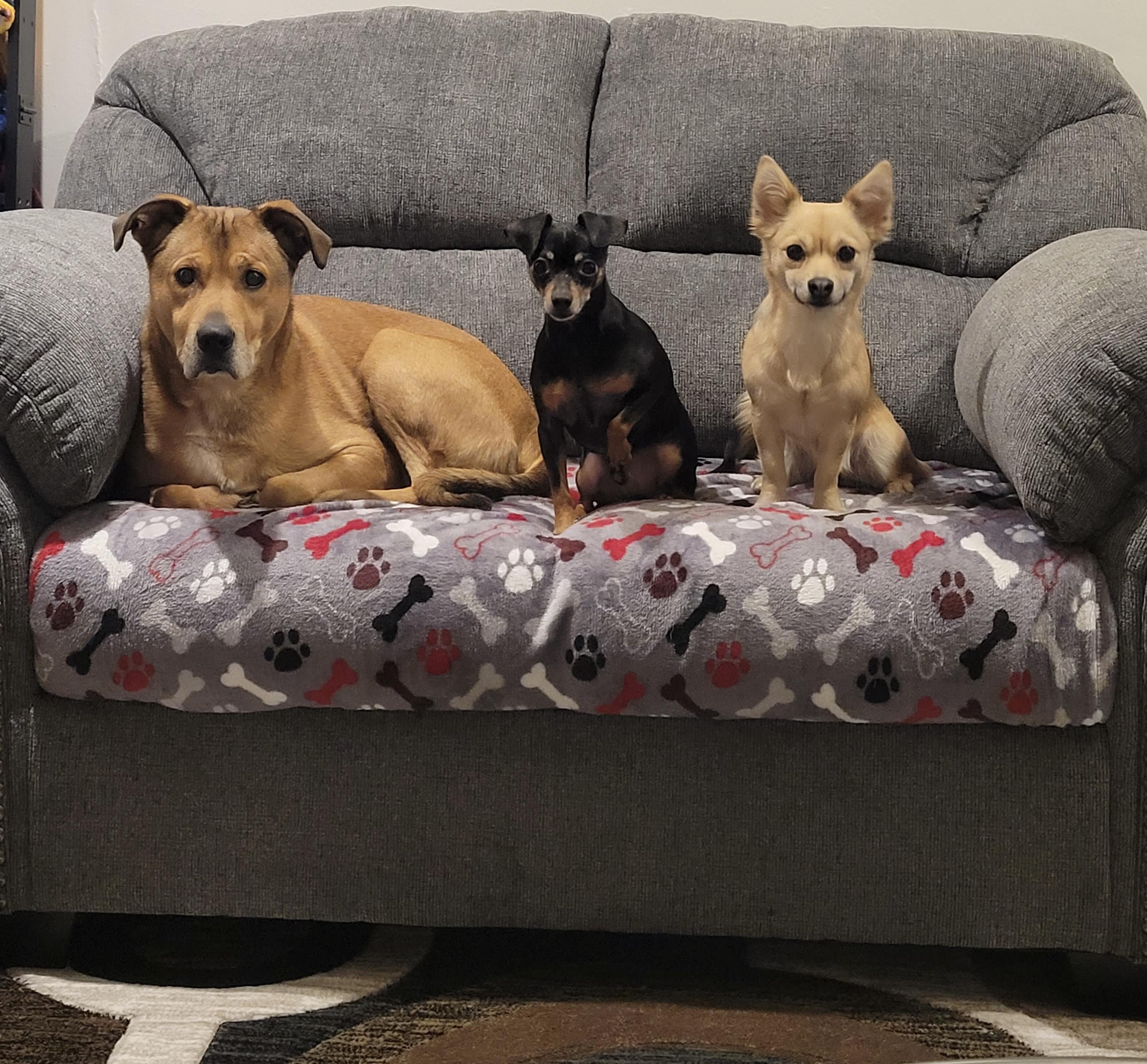 Buddy, a Adoptable mixed breed in Union Grove, WI image 4/4