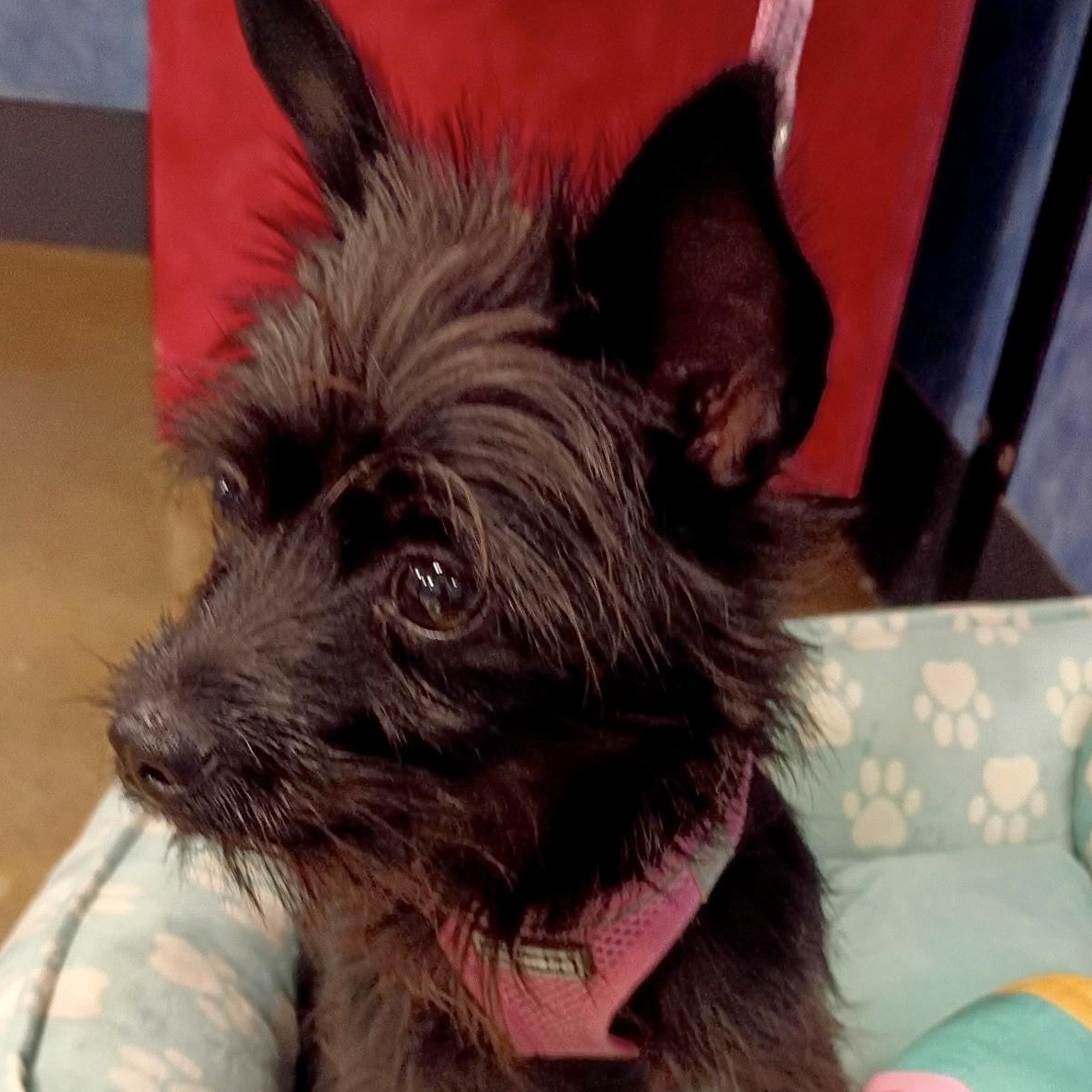 Dory - Tiny Terrier Mix, an adopted mixed breed in Tulsa, OK image 2/5
