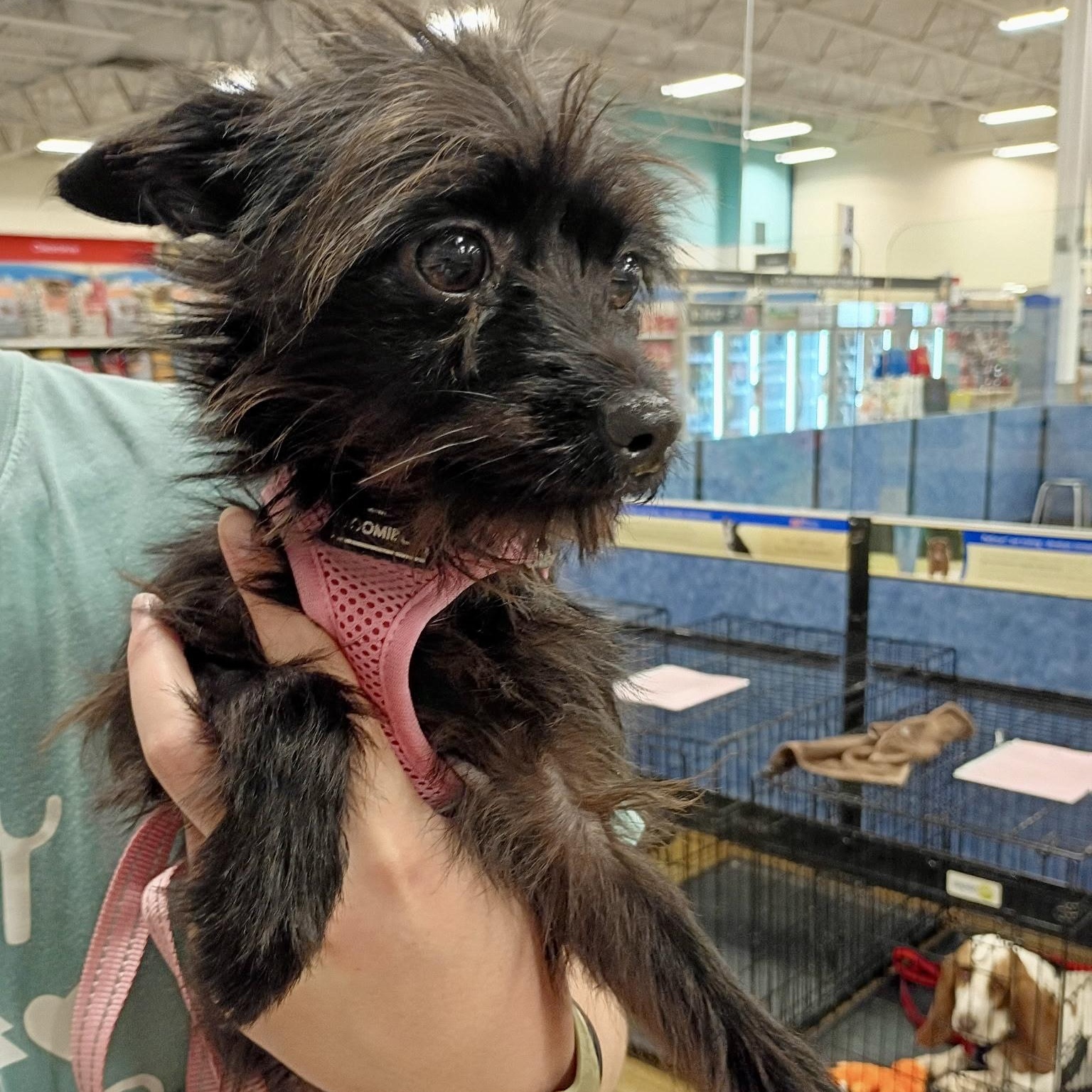 Dory - Tiny Terrier Mix, an adopted mixed breed in Tulsa, OK image 3/5