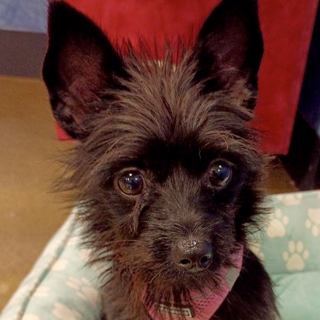Dory - Tiny Terrier Mix, adopted, Puppy Female Terrier.