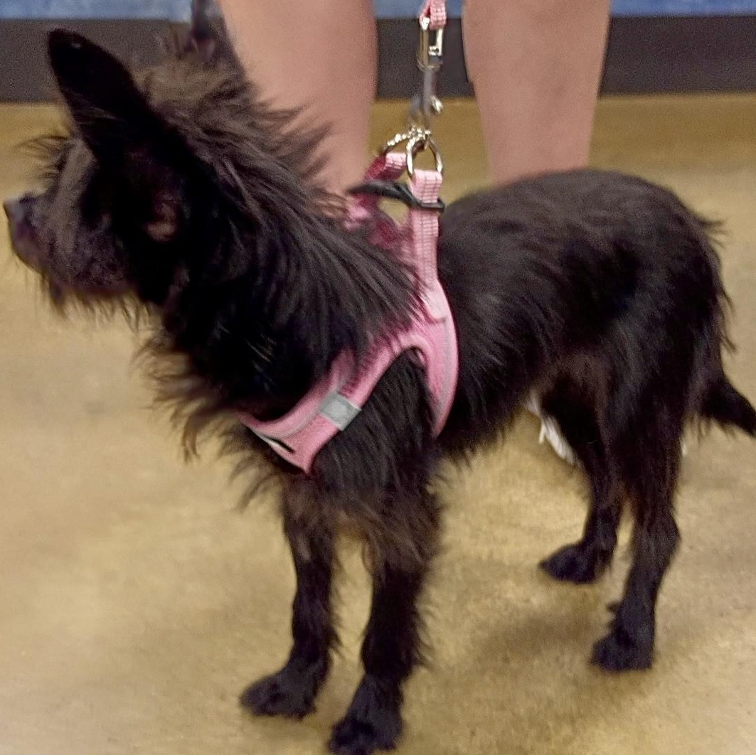 Dory - Tiny Terrier Mix, an adopted mixed breed in Tulsa, OK image 4/5