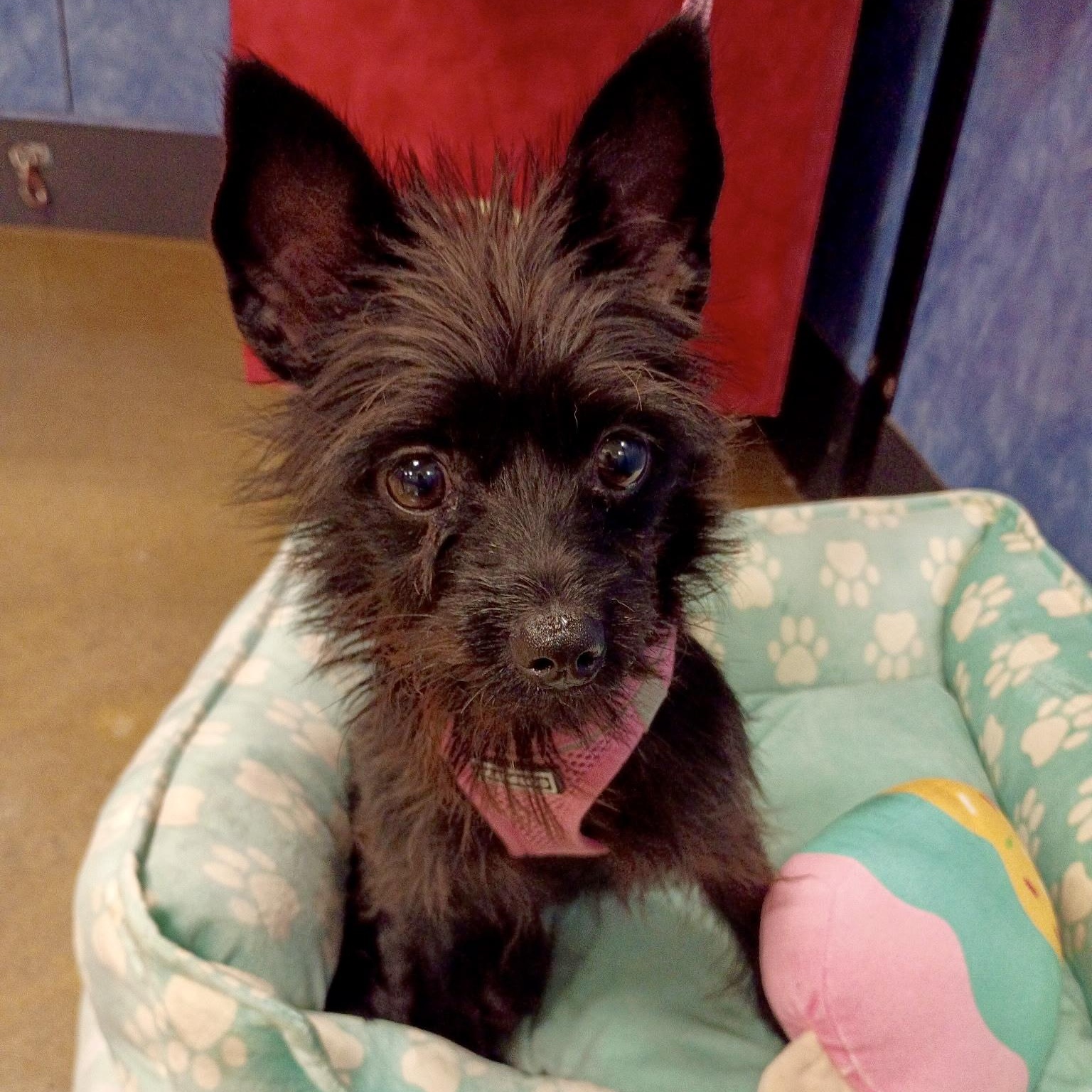 Dory - Tiny Terrier Mix, an adopted mixed breed in Tulsa, OK image 5/5