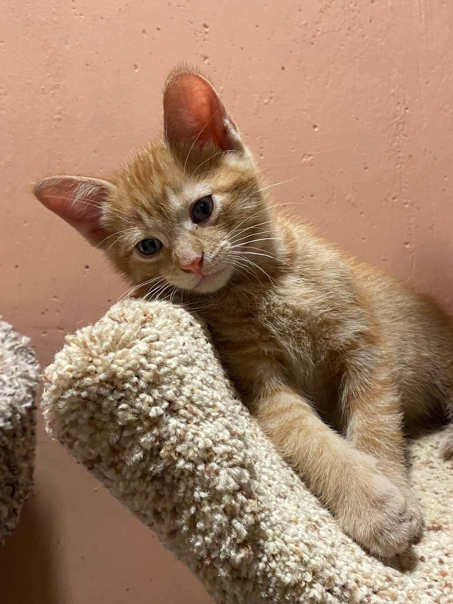 Beignet, adopted, Kitten Male Tabby & Domestic Short Hair.